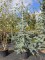 Afbeelding Blauwe atlasceder voor grote tuinen - Cedrus libani 'Glauca'
