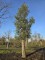 Afbeelding Kurkeik - Quercus Suber