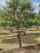 Afbeelding Papieresdoorn - Acer griseum
