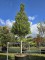 Afbeelding Portugese laurier - Prunus Lusitanica angustifolia