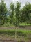 Afbeelding Rode Elstar handappel - Malus domestica 'Red Elstar'