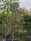 Afbeelding Stoofpeer - Pyrus communis 'Gieser Wildeman'