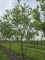Afbeelding Reine Claude Verte groene pruim - Prunus domestica Reine Claude 'Verte'