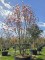 Afbeelding Magnolia - Magnolia 'Soulangeana'