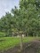 Afbeelding Oostenrijkse den - Pinus nigra