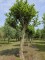 Afbeelding Dakplataan - Platanus x hispanica