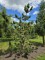Afbeelding Dwergvorm Oostenrijkse den - Pinus nigra Oregon Green