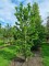 Afbeelding Dwergvorm Moerascypres - Taxodium distichum 'Peve Minaret'