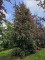 Afbeelding Rode beuk - Fagus sylvatica 'Atropunicea'