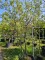 Afbeelding Donzige eik - Quercus Pubescens