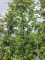 Afbeelding Steeneik - Quercus ilex