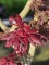 Afbeelding Japanse Esdoorn - Acer palmatum 'Trompenburg'