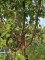 Afbeelding Papieresdoorn - Acer griseum