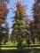 Afbeelding Rode beuk - Fagus sylvatica 'Atropunicea'