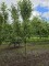 Afbeelding Rode Goudreinet - Malus domestica 'Rode Boskoop'