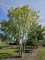 Afbeelding Magnolia - Magnolia liliiflora 'Nigra'