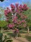 Afbeelding Lagerstroemia indica 'Rosea' - Lagerstroemia indica 'Rosea'