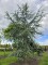 Afbeelding Blauwe ceder - Cedrus libani 'Glauca'