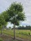 Afbeelding Koningslinde - Tilia x Europaea
