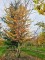 Afbeelding Haagbeuk - Carpinus Betulus