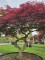 Afbeelding Japanse Esdoorn - Acer palmatum 'Garnet'