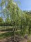 Afbeelding Treurwilg meerstammig - Salix x sepulcralis 'Chrysocoma'