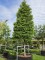 Afbeelding Venijnboom (Taxus) - Taxus baccata