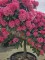 Afbeelding Japanse Rhododendron 'Fantastica' - Rhododendron yakushimanum 'Fantastica'