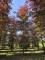 Afbeelding Rode beuk - Fagus sylvatica 'Atropunicea'