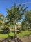 Afbeelding Treurtaxus - Taxus baccata dovastoniana 'Aurea Pendula'