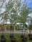 Afbeelding Koningslinde - Tilia x europaea 'Pallida'