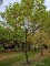 Afbeelding Plataan - Platanus hispanica