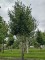 Afbeelding Perzisch IJzerhout - Parrotia persica 'Vanessa'