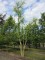 Afbeelding Treurwilg meerstammig - Salix x sepulcralis 'Chrysocoma'