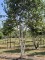 Afbeelding Himalayaberk - Betula utilis 'Doorenbos'