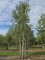 Afbeelding Kurkeik - Quercus Suber
