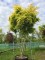Afbeelding Japanse Esdoorn - Acer palmatum 'Ueno Yama'