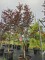 Afbeelding Japanse esdoorn - Acer palmatum 'Red Emperor'