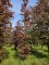 Afbeelding Rode beuk - Fagus sylvatica 'Atropunicea'