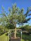 Afbeelding Grove Den , Vlieg Den - Pinus sylvestris