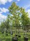 Afbeelding Vaantjesboom - Davidia involucrata