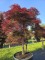 Afbeelding Japanse esdoorn in Umbrella vorm - Acer palmatum 'Garnet'