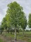 Afbeelding Franse knotplataan - Platanus x hispanica