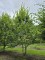 Afbeelding Haagbeuk - Carpinus betulus