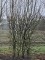 Afbeelding Blokvormige haagelementen van Cornus - Cornus Mas