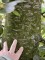 Afbeelding Rode beuk - Fagus sylvatica 'Atropunicea'