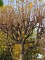 Afbeelding Hollandse Linde, Koningslinde als LEI - boom - Tilia x europaea
