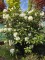 Afbeelding Rododendron met wit-roze bloei - Rhododendron 'Cunningham's White'