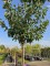 Afbeelding Zoet kers Sunburst - Prunus avium 'Sunburst'