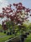 Afbeelding Japanse esdoorn - Acer palmatum 'Atropurpureum'
